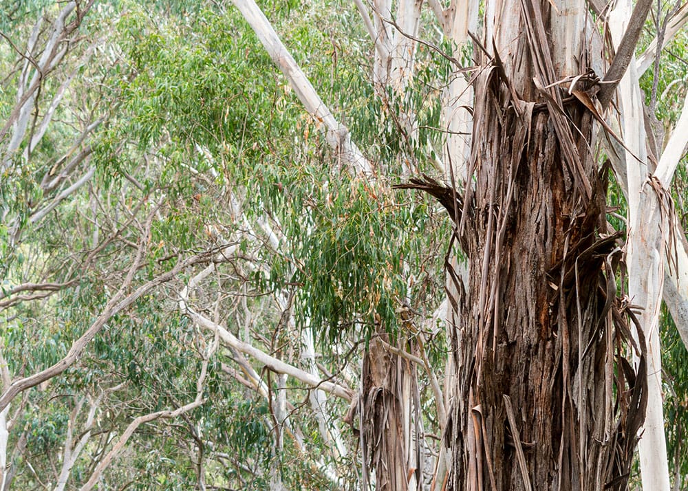 Ribbons of bark peeling off a large gum tree.